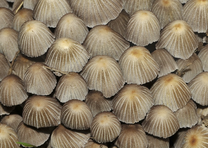 Coprinellus disseminatus